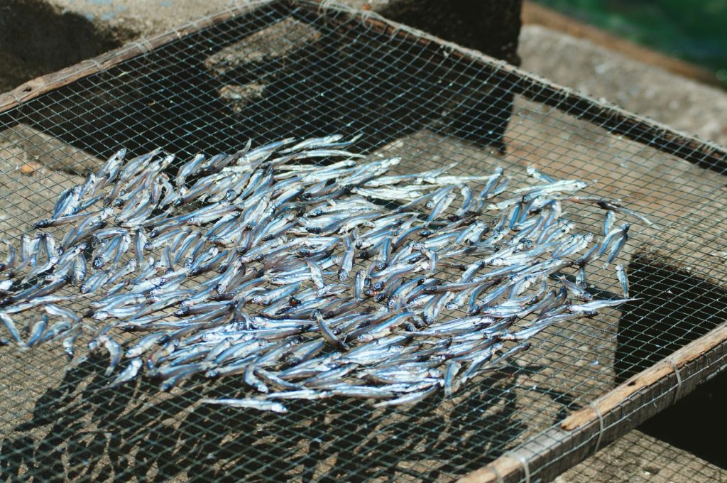 Close-up of small sun-dried anchovies on a drying rack