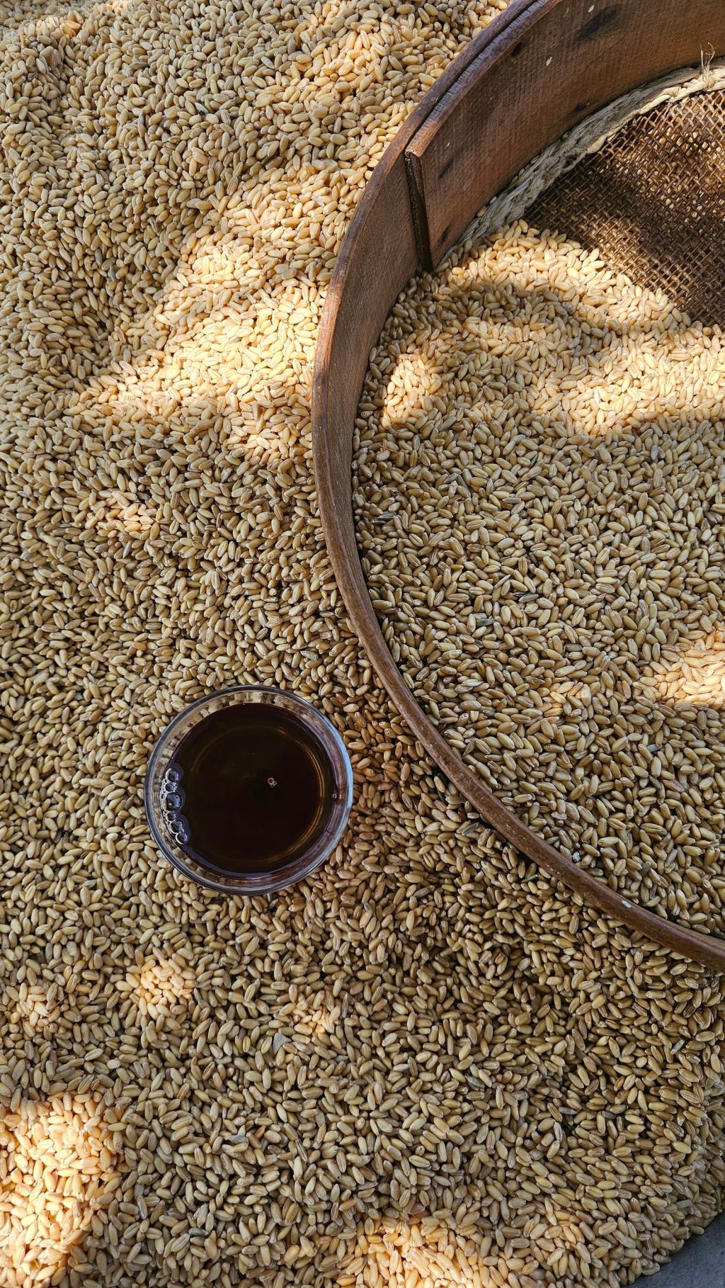Golden grains drying in a rustic sieve beside a cup of warm grain tea