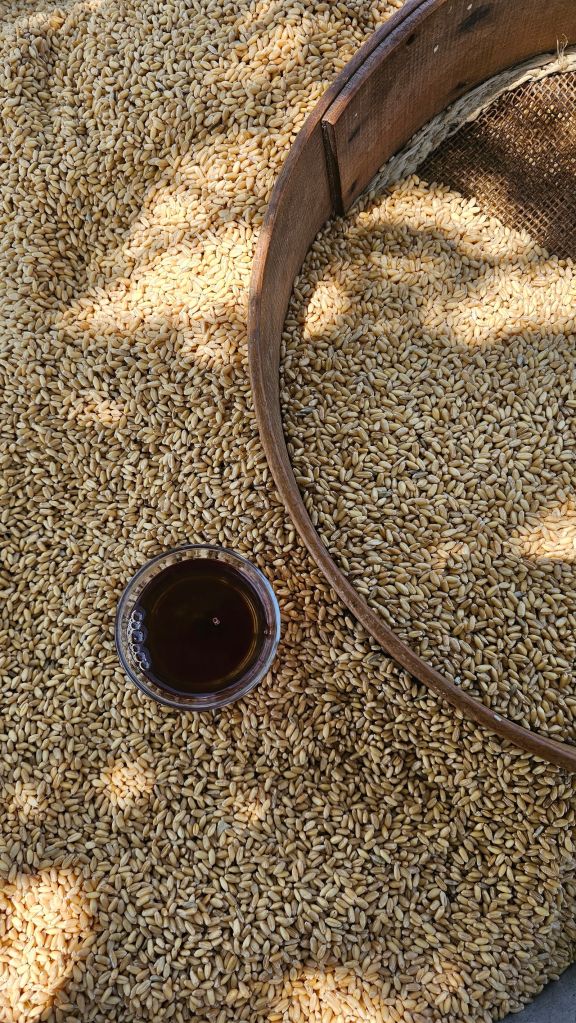 Golden grains drying in a rustic sieve beside a cup of warm grain tea